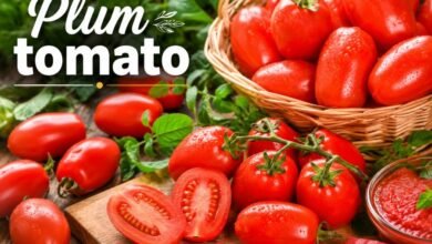 Plum tomato
