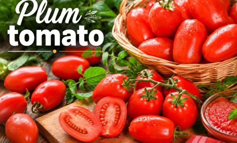 Plum tomato